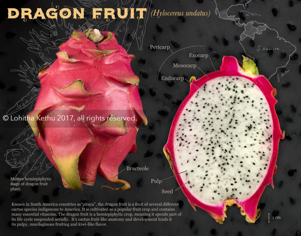 Anatomy of the Dragon Fruit - Lohitha Kethu