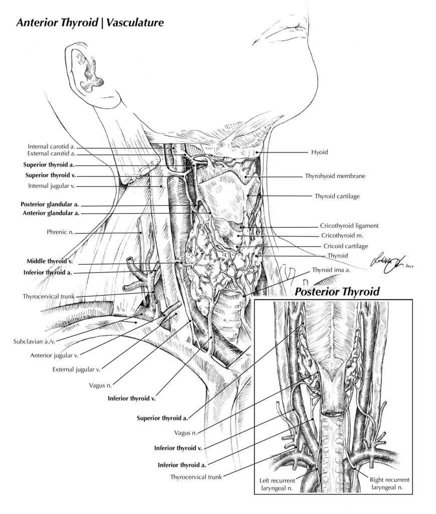 Vasculature of the Thyroid – Lohitha Kethu