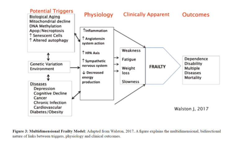 Frailty dissertation 06 image