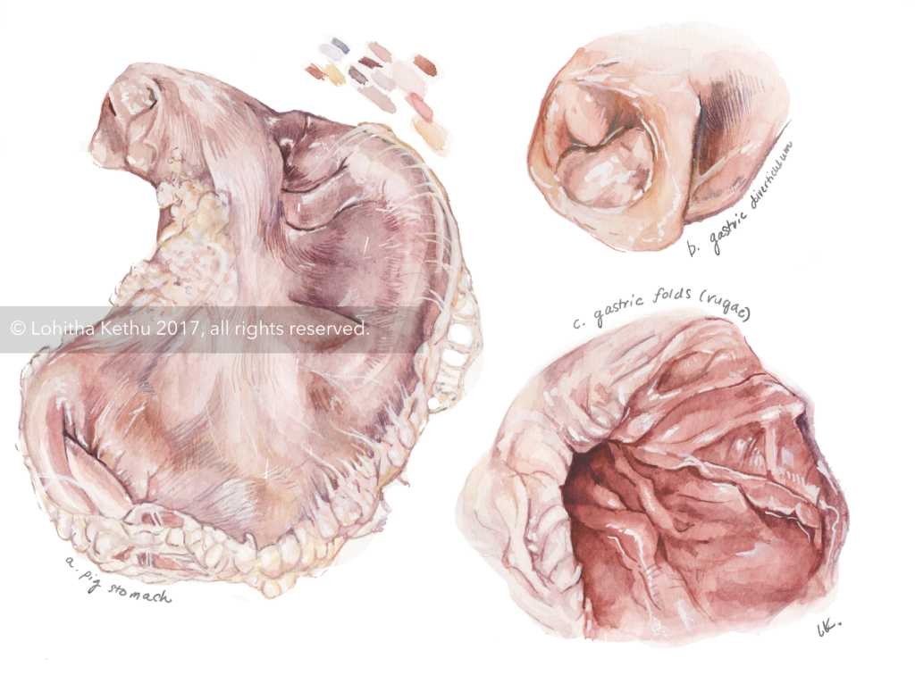 Pig Stomach Study Lohitha Kethu