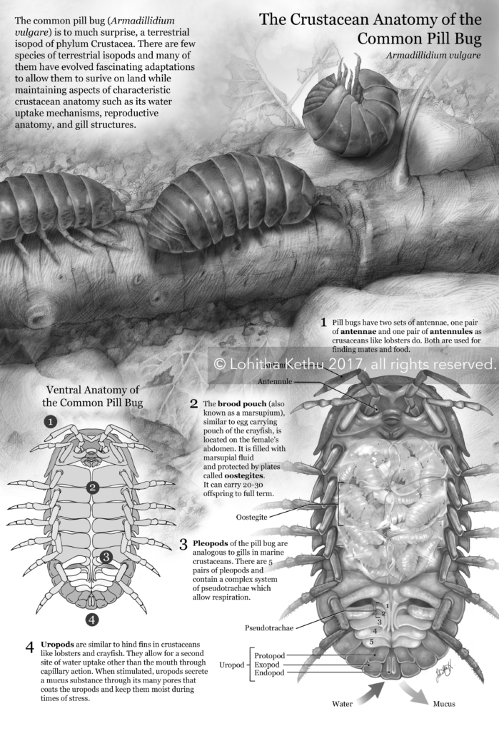 Crustacean Anatomy of the Pill Bug - Lohitha Kethu